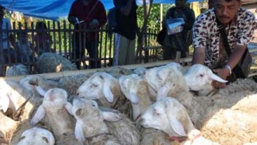 IDUL ADHA: Ini Dia Tiga Resep Mengolah Kambing Kurban