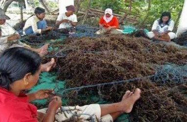 Pemprov Sulsel Diminta Tetapkan Zonasi Pengembangan Rumput Laut