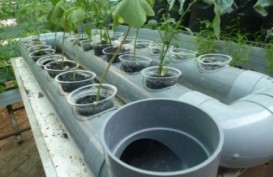 Bank Indonesia Dorong Warga Pekanbaru Kembangkan Pertanian Hidroponik Organik