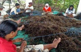 Rumput Laut Indonesia Diborong Brasil Seharaga US$3 Juta