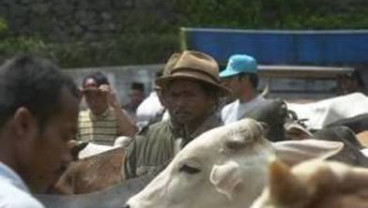 Sapi Kurban di Balikpapan dari Wilayah Endemis Anthrax