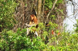 Pemkab Tapin Bangun Reservasi Bekantan 90 Ha
