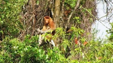 Pemkab Tapin Bangun Reservasi Bekantan 90 Ha