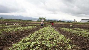 Kabupaten  Bandung Didorong Jadi Sentra Bibit Kentang