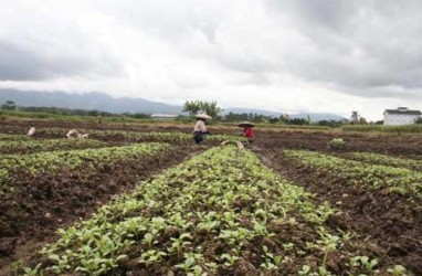 Kabupaten  Bandung Didorong Jadi Sentra Bibit Kentang