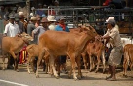 2015, DKI Sulap RPH Cakung Jadi Outlet Hewan Kurban