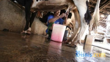 KOMODITAS SUSU: Pemerintah Diharapkan Beri Perhatian