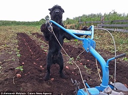 Wow, Inilah Anjing Yang Pandai Membajak Sawah