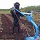 Wow, Inilah Anjing Yang Pandai Membajak Sawah