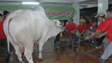 Pembagian Daging Kurban di Istiqlal Tidak Lagi Gunakan Kupon