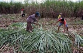 Standar Mutu: Ini Penyebab Petani Sulit Kembangkan Kualitas Produksi