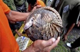 HEWAN LANGKA: Wildlife Umumkan Kelahiran Trenggiling Sunda Asli Singapura