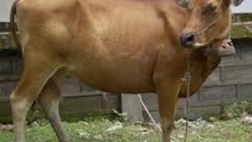 SAPI  RANCAH: Pemprov Jabar Kembangkan Plasma Nutfah Sapi Sunda
