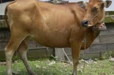 SAPI  RANCAH: Pemprov Jabar Kembangkan Plasma Nutfah Sapi Sunda