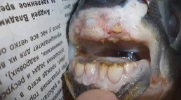 Wow, Gigi Ikan Ini Mirip Manusia