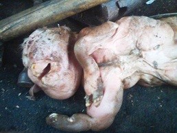 Astaga! Muka Anak Kambing Ini Mirip Manusia