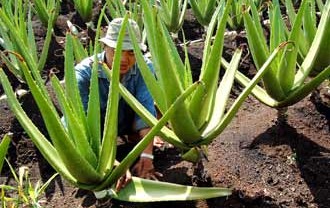 Budi Daya Lidah Buaya Belum Optimal