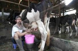 Dorong Produksi Susu, Cargill Kenalkan Pakan Lactoplus