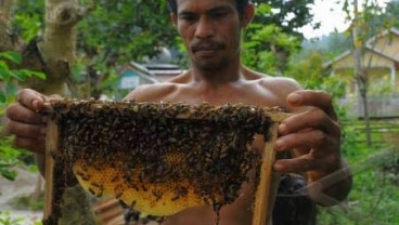 KAMPUNG CINGAGOLER: Pembudidaya Lebah Madu Akan Pameran di Italia