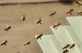 Serangan 800.000 Lebah, Seorang Pria Tewas & 4 Orang Luka-Luka