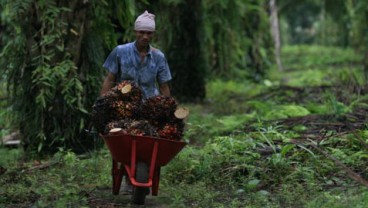 Jokowi Janji Bantu Kredit Petani Sawit