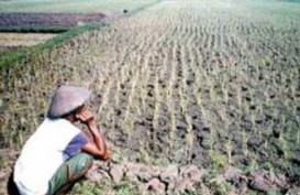 Musim Kemarau: Petani di Lebak Diminta Tidak Tanam Padi