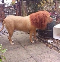 Wow, Anjing Ini Disulap Menyerupai Singa