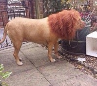 Wow, Anjing Ini Disulap Menyerupai Singa