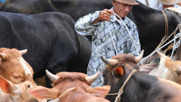22 Ekor Sapi Brahman Jadi Bibit Ternak & Semen Beku Bersertifikat