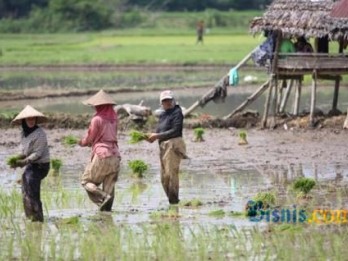 Dinas Pertanian Aceh Barat Daya Salurkan 257 Ton Benih Padi
