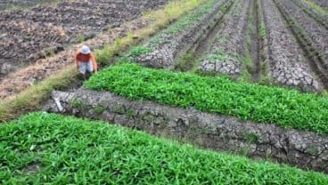 KEDAULATAN PANGAN: Kawasan Transmigrasi Kuncinya