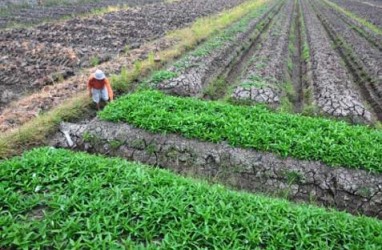 KEDAULATAN PANGAN: Kawasan Transmigrasi Kuncinya