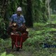 Austindo Nusantara Jaya Beli Seluruh Saham Pusaka Agro Makmur