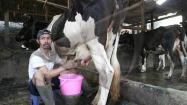 Produksi Susu Turun 1.000 Liter Per Hari