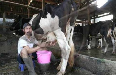 Produksi Susu Turun 1.000 Liter Per Hari