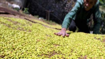 KEMARAU PANJANG, Petani Cengkih di Majene Rugi Besar