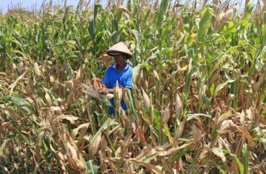 MUSIM KEMARAU: Produksi Pertanian dan Perkebunan di Balikpapan Turun Hingga 70%