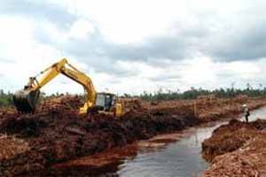 PP GAMBUT: 320.000 Pekerja Hutan Tanaman Industri Terancam PHK