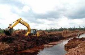 PP GAMBUT: 320.000 Pekerja Hutan Tanaman Industri Terancam PHK