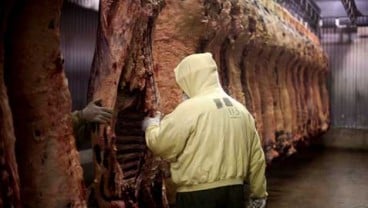 Impor Daging Wagyu: Kementan Tunggu Sertifikat Halal