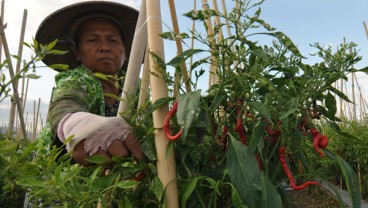 Gawatt, Cabe Diprediksi Hilang di Pasaran Sebentar Lagi