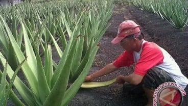 Lidah Buaya Belum Jadi Sajian Utama Hotel di Pontianak