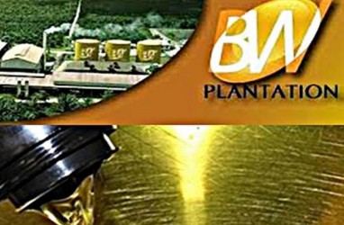 BW PLANTATION (BWPT) Tebar Dividen Rp6/Saham