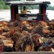 45 Petani Swadaya Sawit Raih RSPO