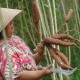 Dinas Pertanian Aceh Besar Lirik Pengembangan Ubi Kayu