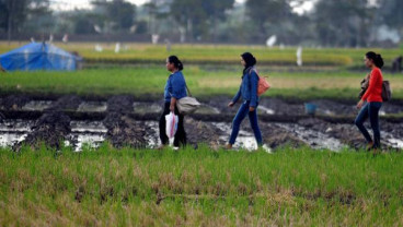 Wali Kota Tangsel Dorong Sistem Pertanian Perkotaan