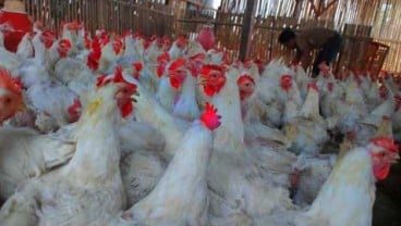 Peternak Ayam Di Indonesia Pesimistis