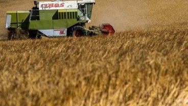 Harga GANDUM: Menguat Terancam Gagal Panen