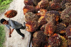 Harga Minyak Sawit Siap Meluncur Ke 2.300 Ringgit Per Ton