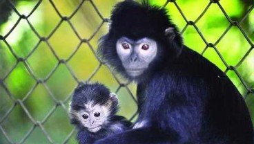 PERBURUAN LIAR, Populasi Lutung Jawa Tinggal 30%